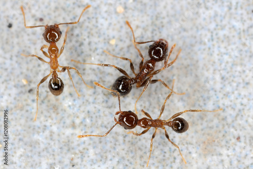 Pheidole megacephala, species of ant. It is regarded as one of the world's worst invasive ant species. photo