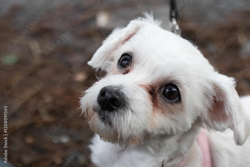 Adorable White Dog Staring with Expressive Eyes on a Walk Adorable White Dog Staring with Expressive Eyes on a Walk