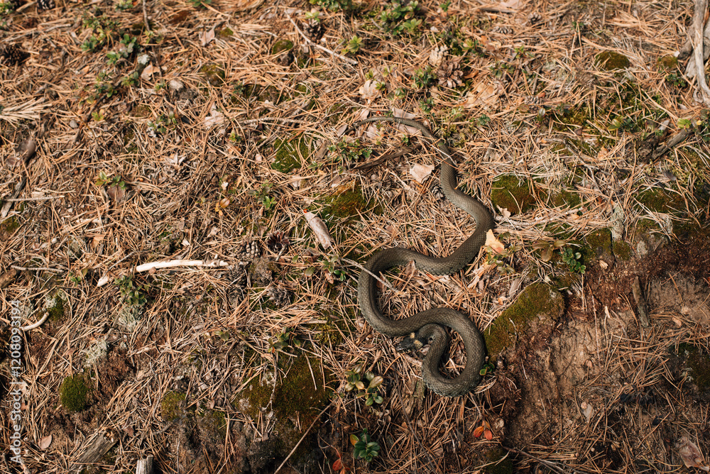 snake in the spring sunny forest snake in the spring sunny forest