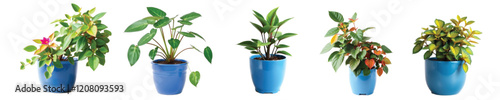 Vector image of a collection of ornamental plants in the yard