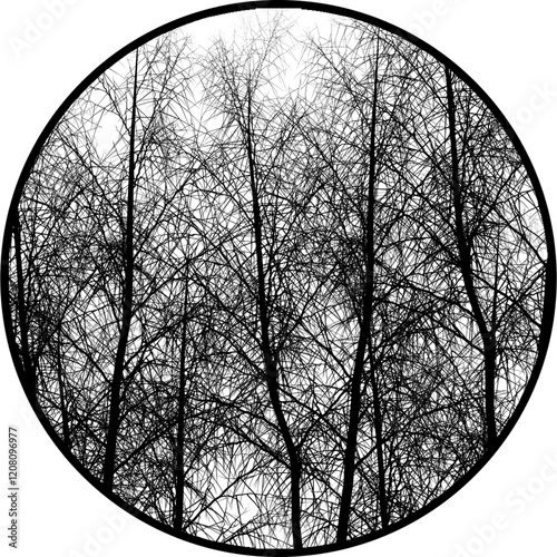 Gobos Light Forest Trees Without Leaves