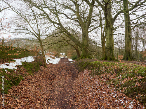 Rivington Pike. Serene winter forest path covered in fallen leaves and light snow. photo