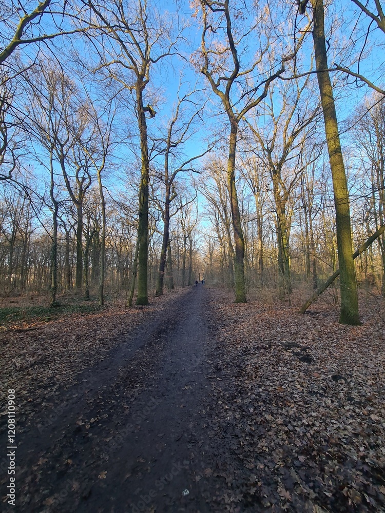 Naturpfad mit blauem Himmel, im Winter: Plänterwald in Berlin Treptow Naturpfad mit blauem Himmel, im Winter: Plänterwald in Berlin Treptow