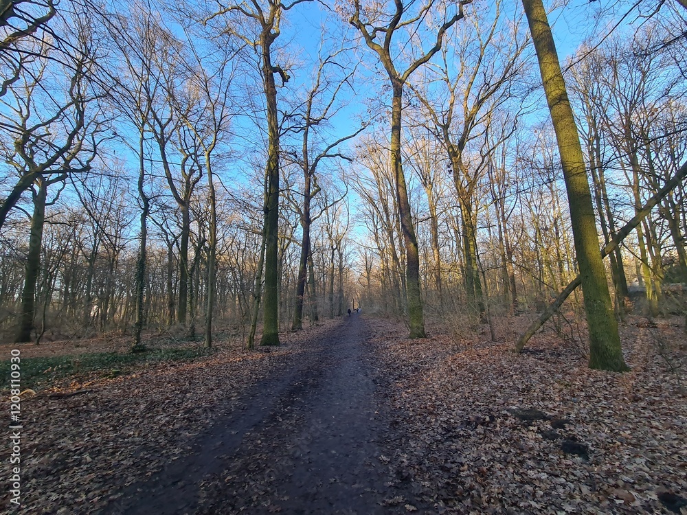 Naturpfad mit blauem Himmel, im Winter: Plänterwald in Berlin Treptow Naturpfad mit blauem Himmel, im Winter: Plänterwald in Berlin Treptow