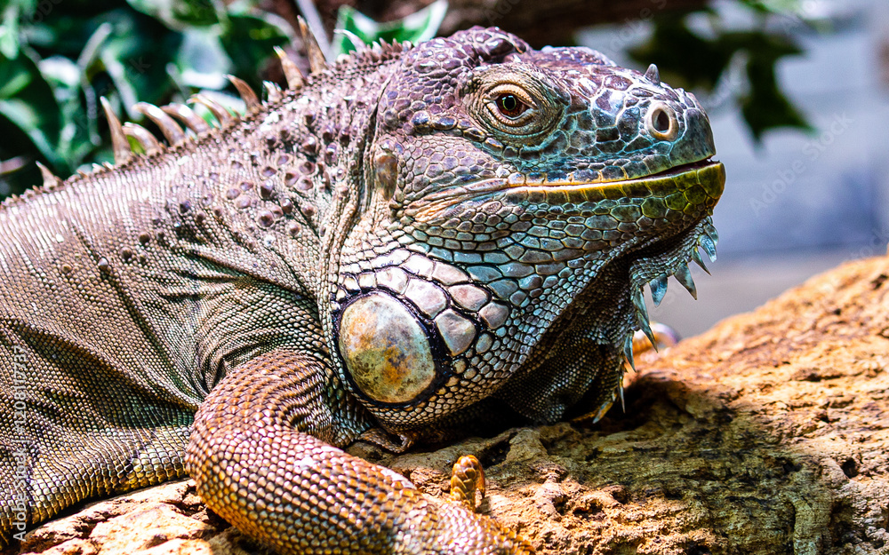 Obraz premium Grüner Leguan_02