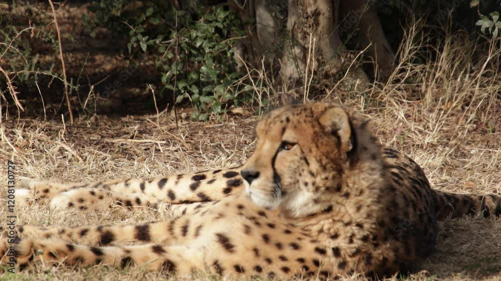 guépard, en gros plan, allongé dans l'herbe