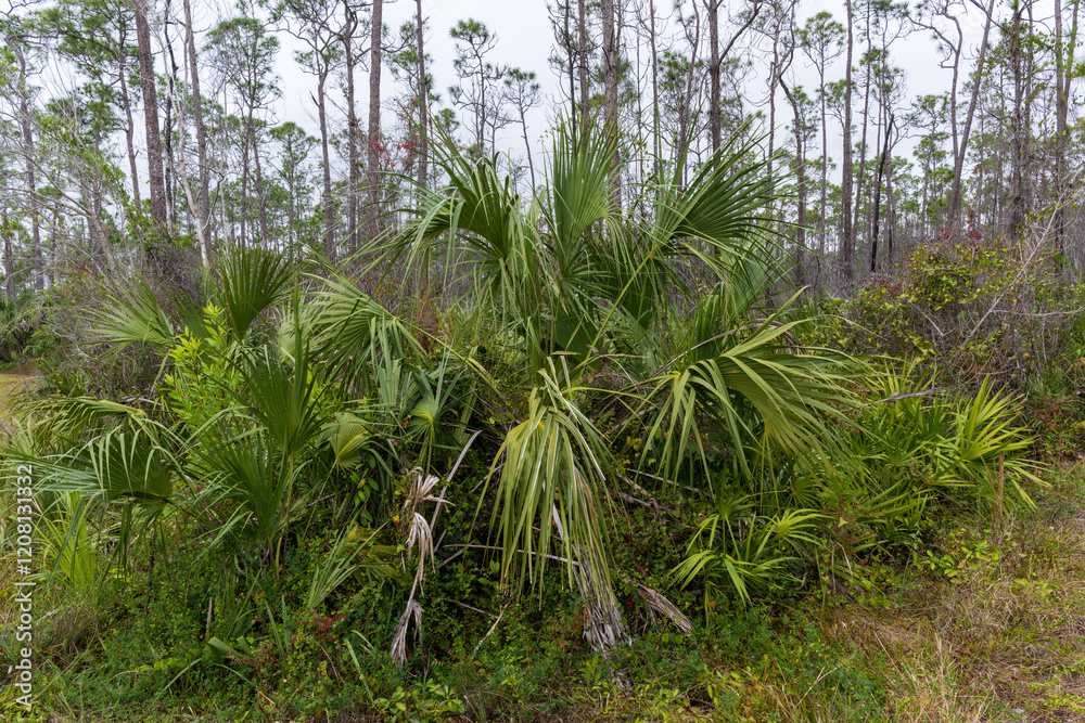 Plants and Animals in Everglades National park January 2025