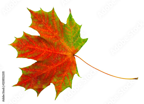 Lonely dry autumn leaf.