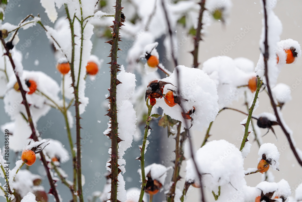 A cluster of branches covered in snow and red berries A cluster of branches covered in snow and red berries