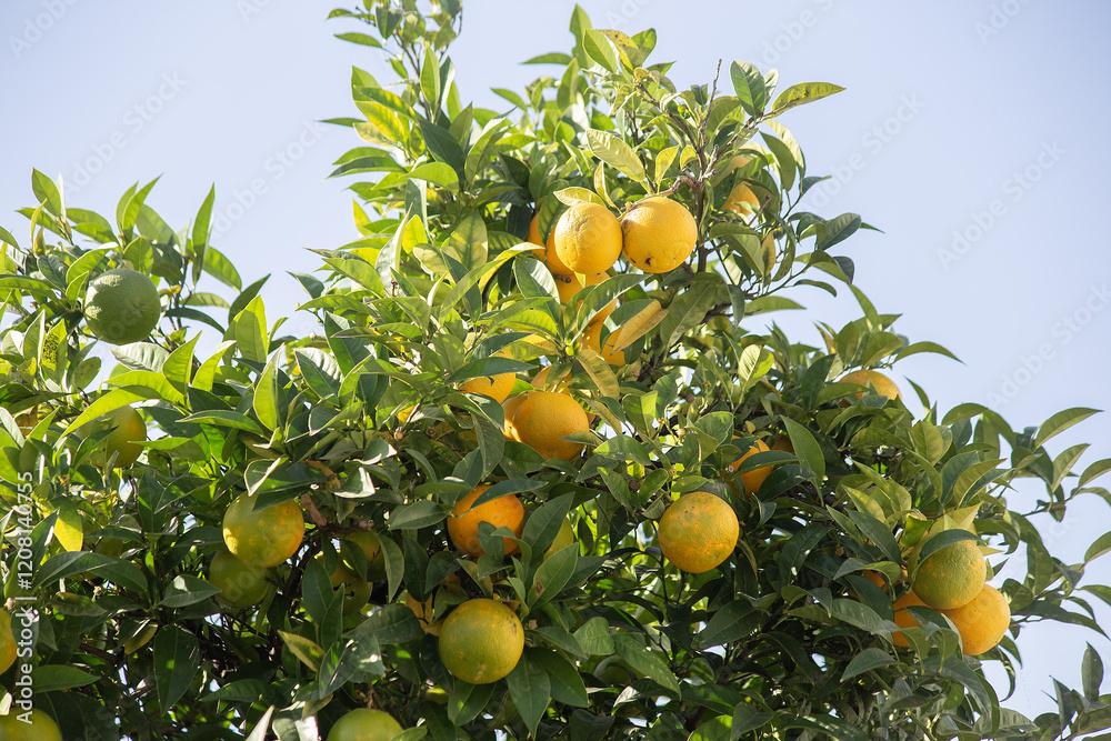 Bush with ripening oranges against the blue sky in November. Budva, Montenegro. High quality photo Bush with ripening oranges against the blue sky in November. Budva, Montenegro. High quality photo