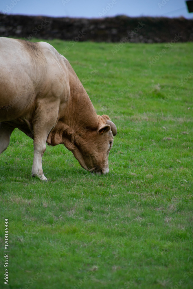 Fototapeta premium calm cows in the field
