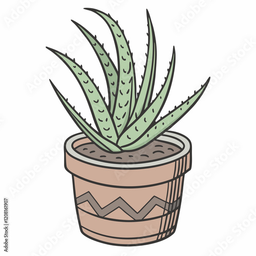 aloe vera plant