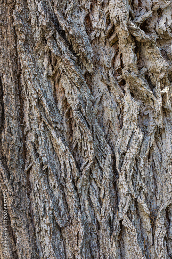 bark of a tree close up bark of a tree close up