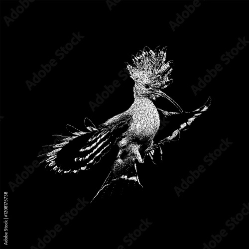 Hoopoe hand drawing vector isolated on black background.