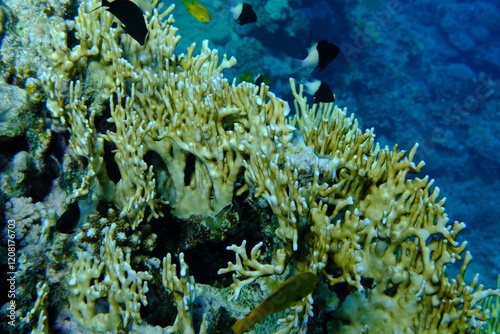 Reticulated fire coral or ramified fire coral (Millepora dichotoma) undersea, Red Sea, Egypt, Sharm El Sheikh, Montazah Bay photo