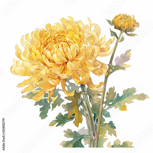 Meticulous yellow chrysanthemum Chinese A bouquet of yellow flowers with a white background. The flowers are yellow and are arranged in a way that they look like they are in a vase