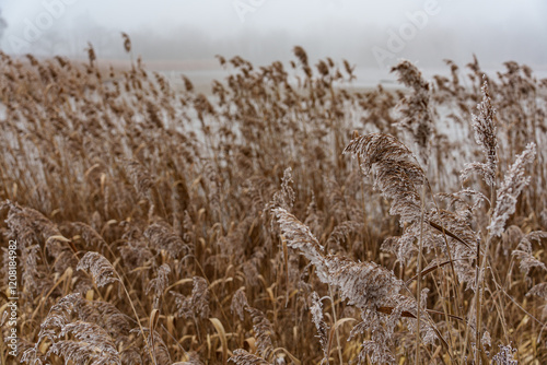 Frostiger wnter im Münsterland photo