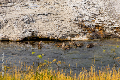 Ducks in the water