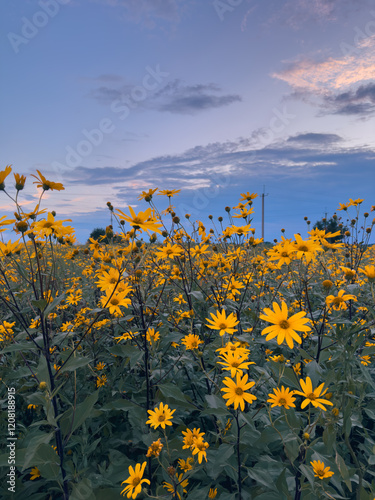Yellow Jerusalem artichoke wildflowers bloom under a blue sky at dusk in a countryside landscape, far view