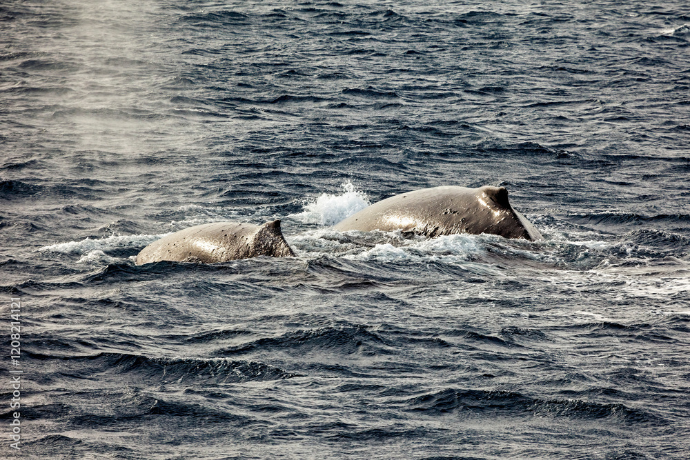 Fototapeta premium Whale Watching of Humpback whales in the Antarctic area 