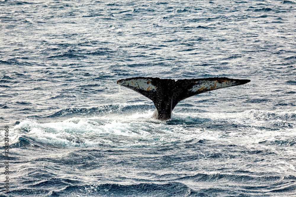Fototapeta premium Whale Watching of Humpback whales in the Antarctic area 
