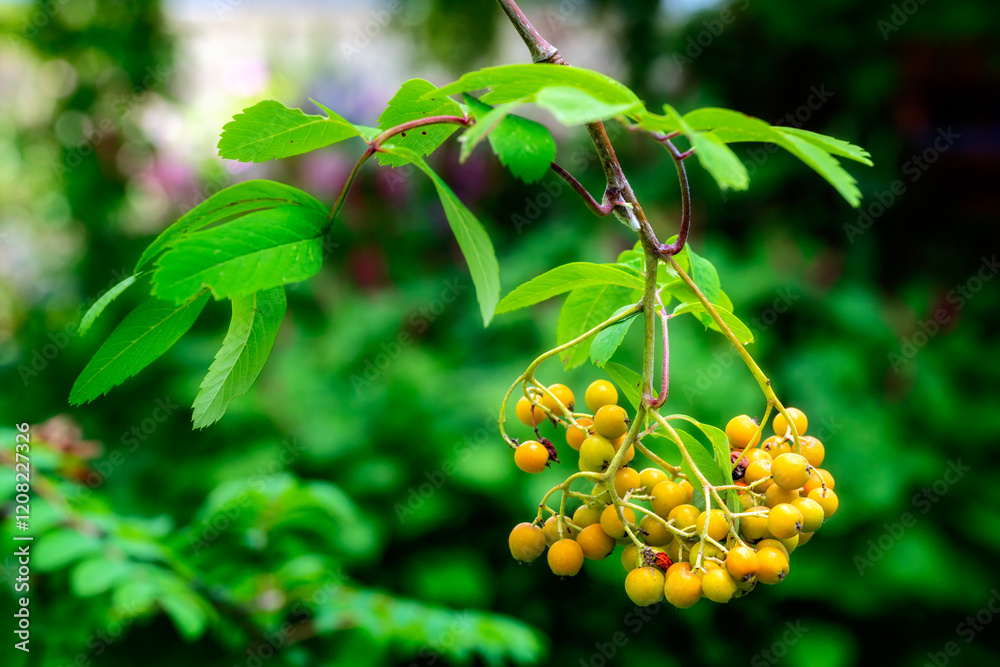 Rowan berries on a mountain ash tree