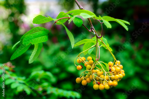 Obraz na płótnie Rowan berries on a mountain ash tree w salonie