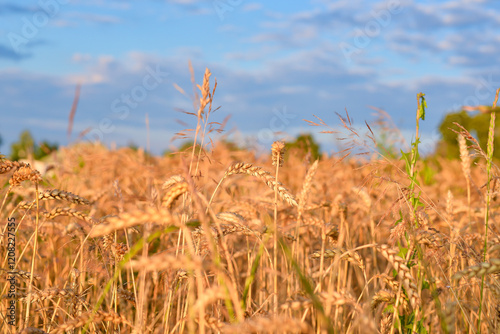 spikelet fields of wheat