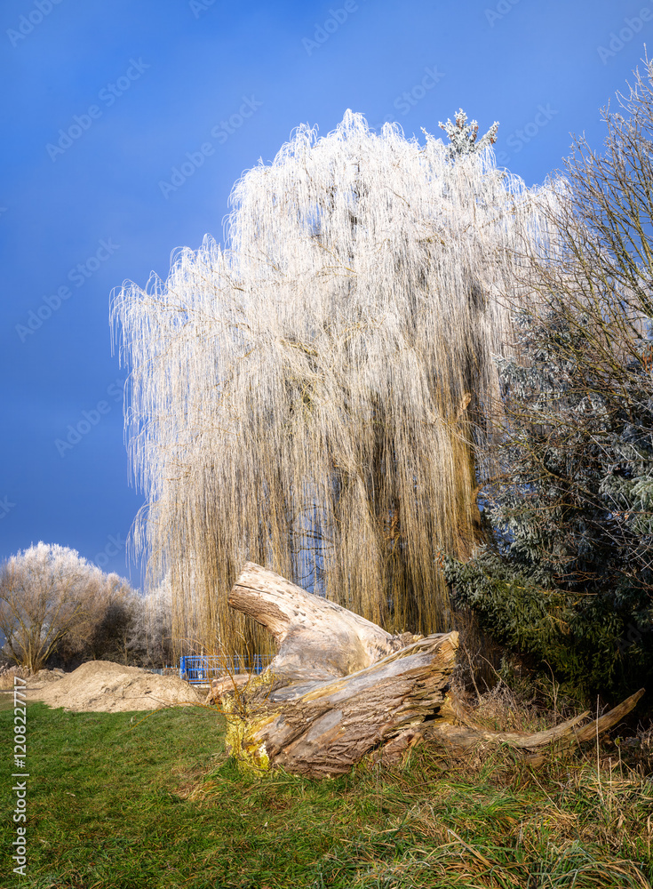 Frost covered weeping willow tree