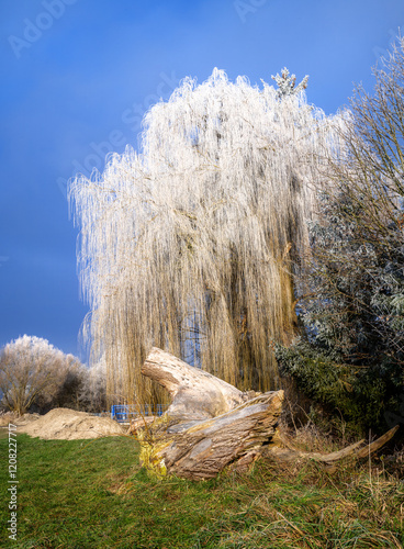 Obraz na płótnie Frost covered weeping willow tree w salonie