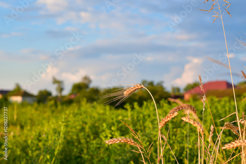 summer rural landscape of Ukraine