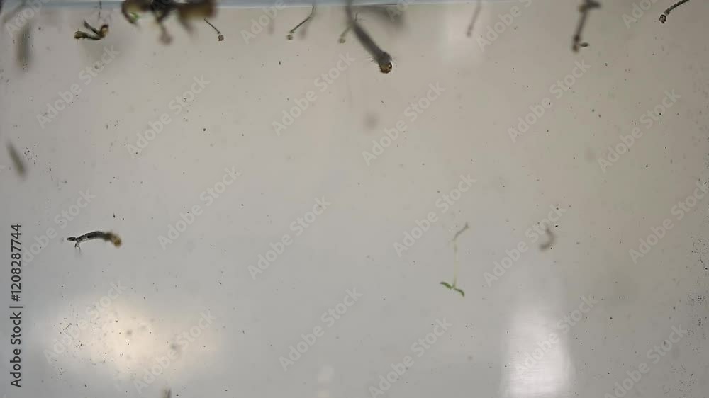 Aedes larvae and pupae
aegypti and Aedes albopictus mosquito Stagnant water epidemic. possible breeding of mosquitoes. proliferation of aedes, dengue, chikungunya, zika virus, diseases Aedes larvae and pupae
aegypti and Aedes albopictus mosquito Stagnant water epidemic. possible breeding of mosquitoes. proliferation of aedes, dengue, chikungunya, zika virus, diseases