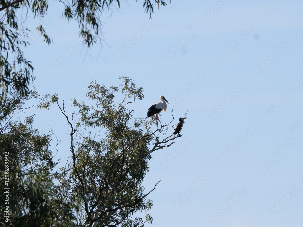Ein Weißstorch Ciconia ciconia und ein Kormoran Phalacrocorax carbo stehen auf einem Zweig eines Baumes am Brazo del Este Spanien Ein Weißstorch Ciconia ciconia und ein Kormoran Phalacrocorax carbo stehen auf einem Zweig eines Baumes am Brazo del Este Spanien
