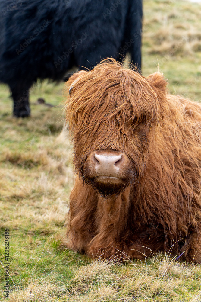 Fototapeta premium A Highland cow with long, shaggy reddish-brown fur sits on grassy terrain, its face partially covered by hair. A black cow is visible, slightly out of focus, in the background.