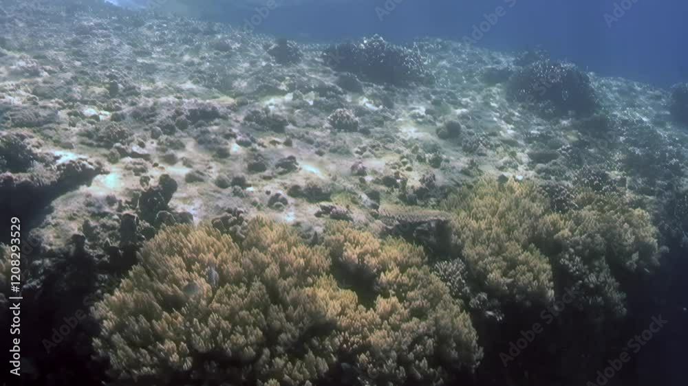 Dive into a breathtaking underwater realm where colorful corals flourish and marine life thrives in the warm waters of the South China Sea, showcasing nature's incredible beauty and biodiversity. Dive into a breathtaking underwater realm where colorful corals flourish and marine life thrives in the warm waters of the South China Sea, showcasing nature's incredible beauty and biodiversity.