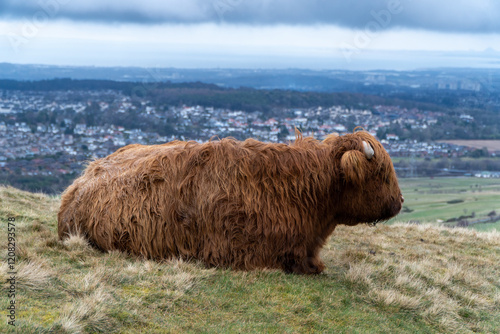 A Highland cow with a thick, reddish-brown coat rests on a grassy hillside, overlooking a sprawling town under a cloudy sky.