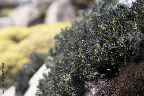 A species of lush moss found on an island in the Beagle Channel