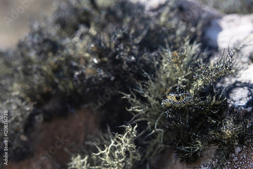 A type of creeping plant that grows on rocks in Patagonia. photo