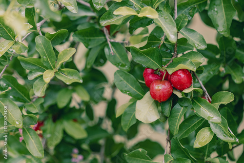 Acerola Red cherries fruit on the bunch in the dew