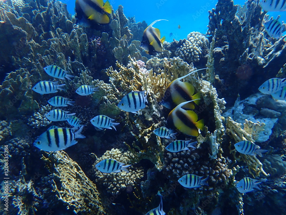 Red Sea bannerfish (Heniochus intermedius) and Indo-Pacific sergeant (Abudefduf vaigiensis) undersea, Red Sea, Egypt, Sharm El Sheikh, Montazah Bay Red Sea bannerfish (Heniochus intermedius) and Indo-Pacific sergeant (Abudefduf vaigiensis) undersea, Red Sea, Egypt, Sharm El Sheikh, Montazah Bay