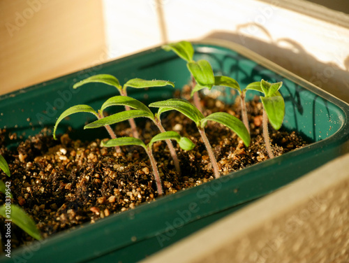 Close-up of small tomato seedlings in a container filled with soil and compost. Sowing seeds. Germination. Life and growth. Indoor windowsill.