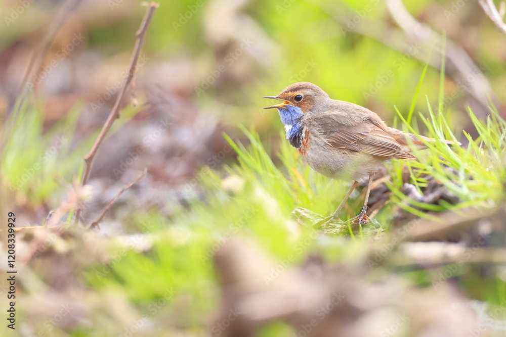 Slavík modráček, Bluethroat (Luscinia svecica) Czech republic