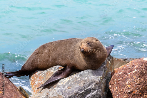 New Zealand fur seal (Arctocephalus forsteri) sleeping on the rocks photo