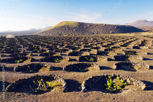 Lanzarote, Canary Islands. Traditional cinder rock wind shelter walls protect grape vines in volcanic landscape around La Geria