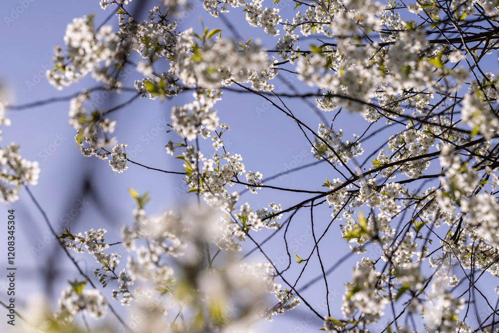 sunny weather in an orchard with cherries sunny weather in an orchard with cherries