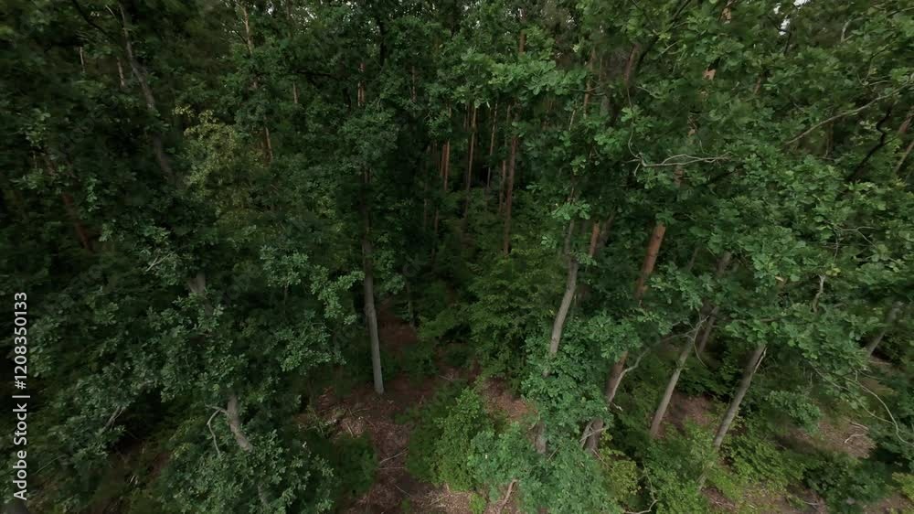 Flying down straight into the dark forest. Flying down straight into the dark forest.