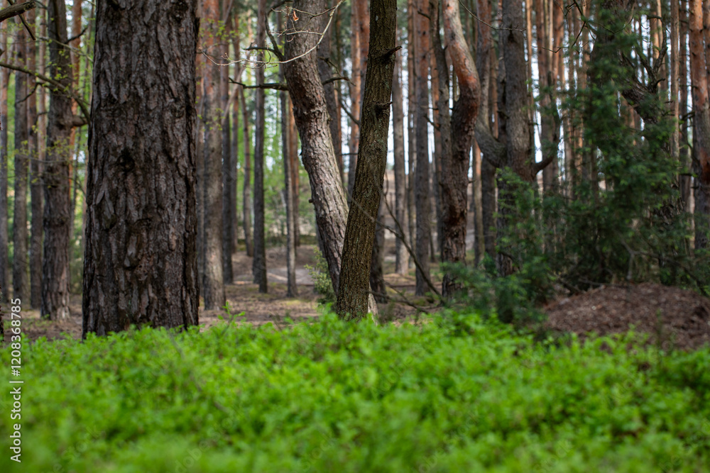 Wiosna w lesie. Las wiosenną porą. Młode pędy jagód w lesie podczas wiosny. Dzika przyroda. Wiosna w lesie. Las wiosenną porą. Młode pędy jagód w lesie podczas wiosny. Dzika przyroda.