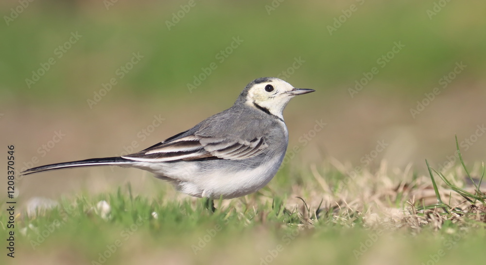 White Wagtail, Motacilla alba, birds of Montenegro White Wagtail, Motacilla alba, birds of Montenegro