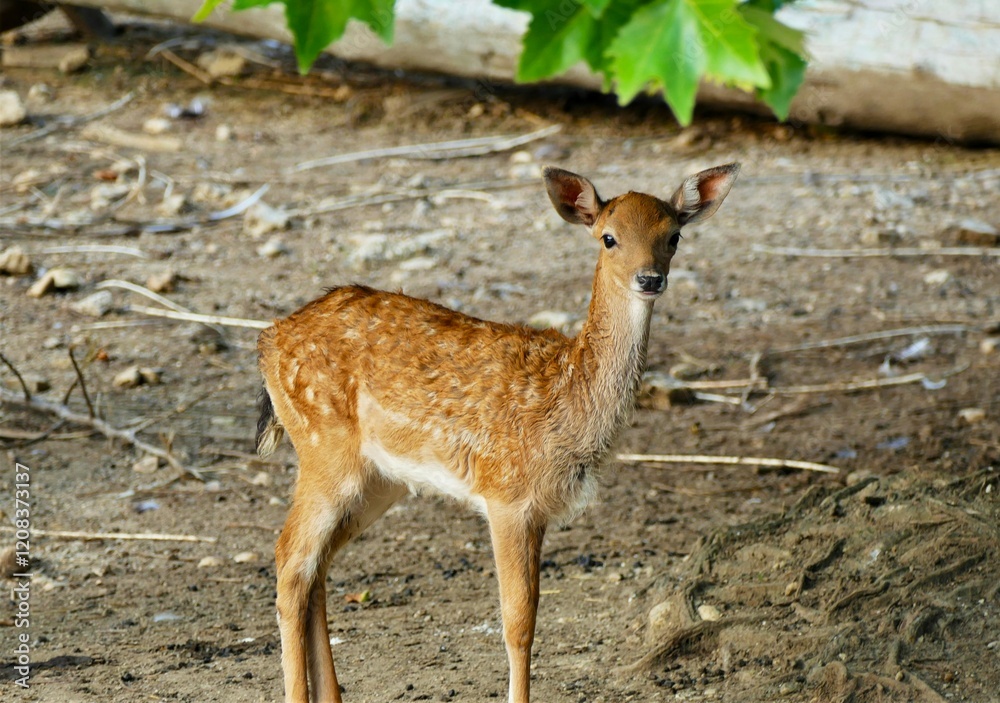 Portrait of beautiful young roe deer in nature Portrait of beautiful young roe deer in nature