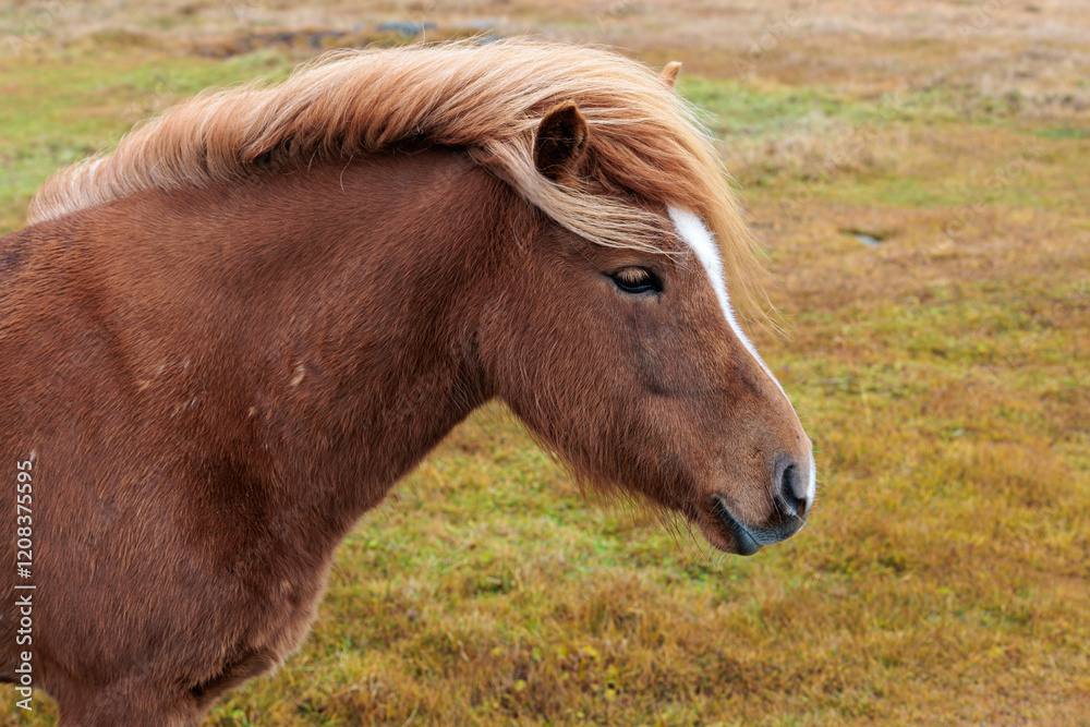Fototapeta premium A rare breed of Icelandic horse in the autumn pastures of western Iceland